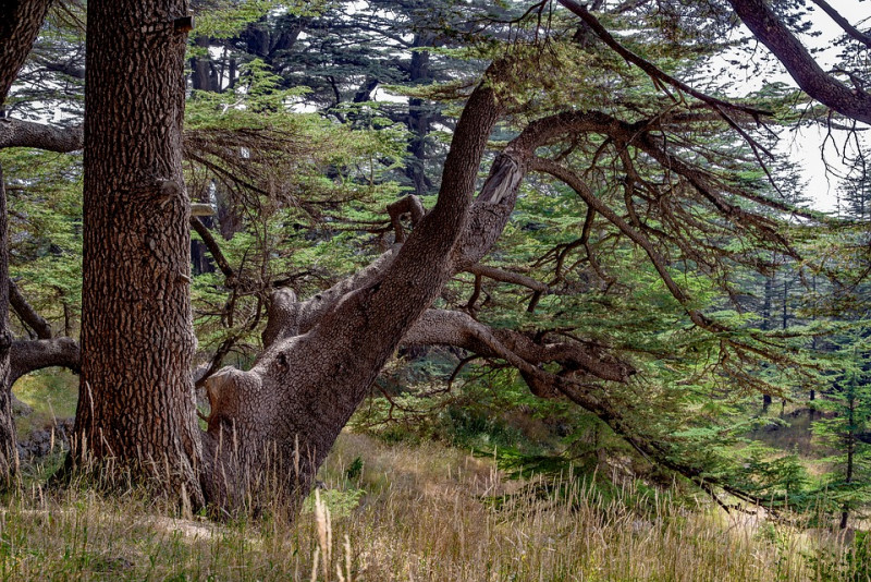 ceder-bomen-libanon-bomen-spiraalvorminge-soorten-wijduitstaande-takken-rechte tak-scheuten-bladeren-naalden